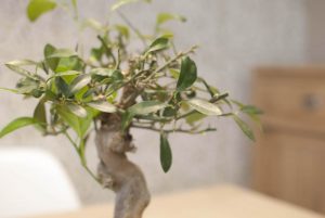 Decoración - Cocina Humildad